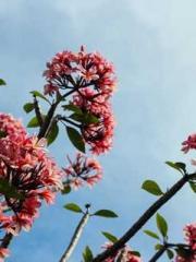 Home-to-door son-in-
